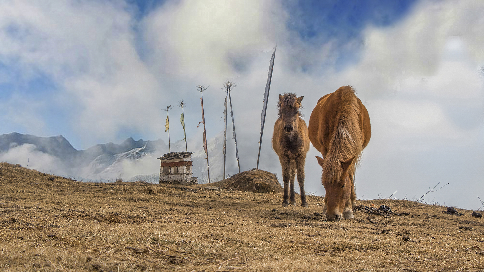 The bond between a mother horse and her calf, captured in Selapass, Arunachal Pradesh